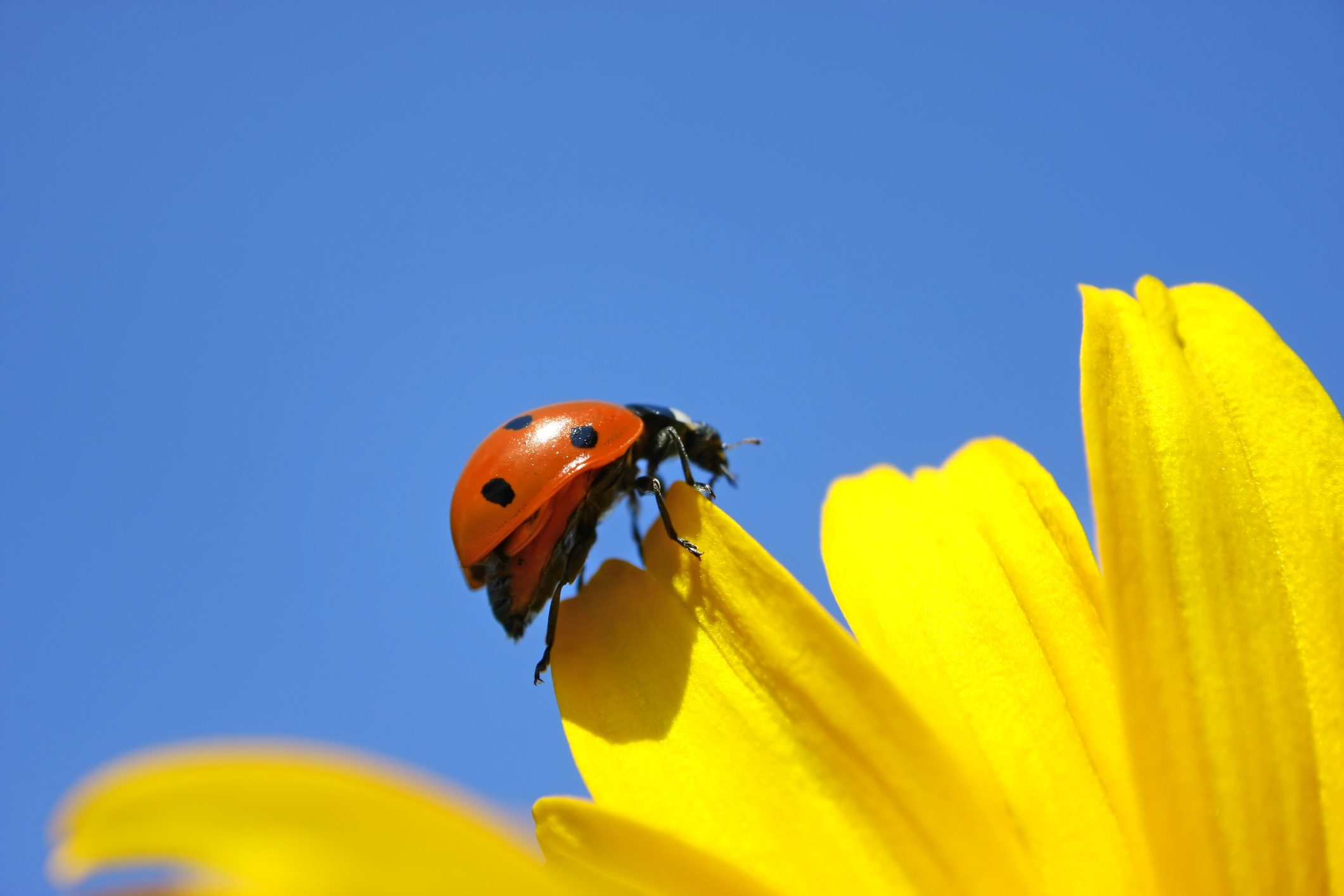 A ladybug perched on a bright yellow flower against a clear blue sky.