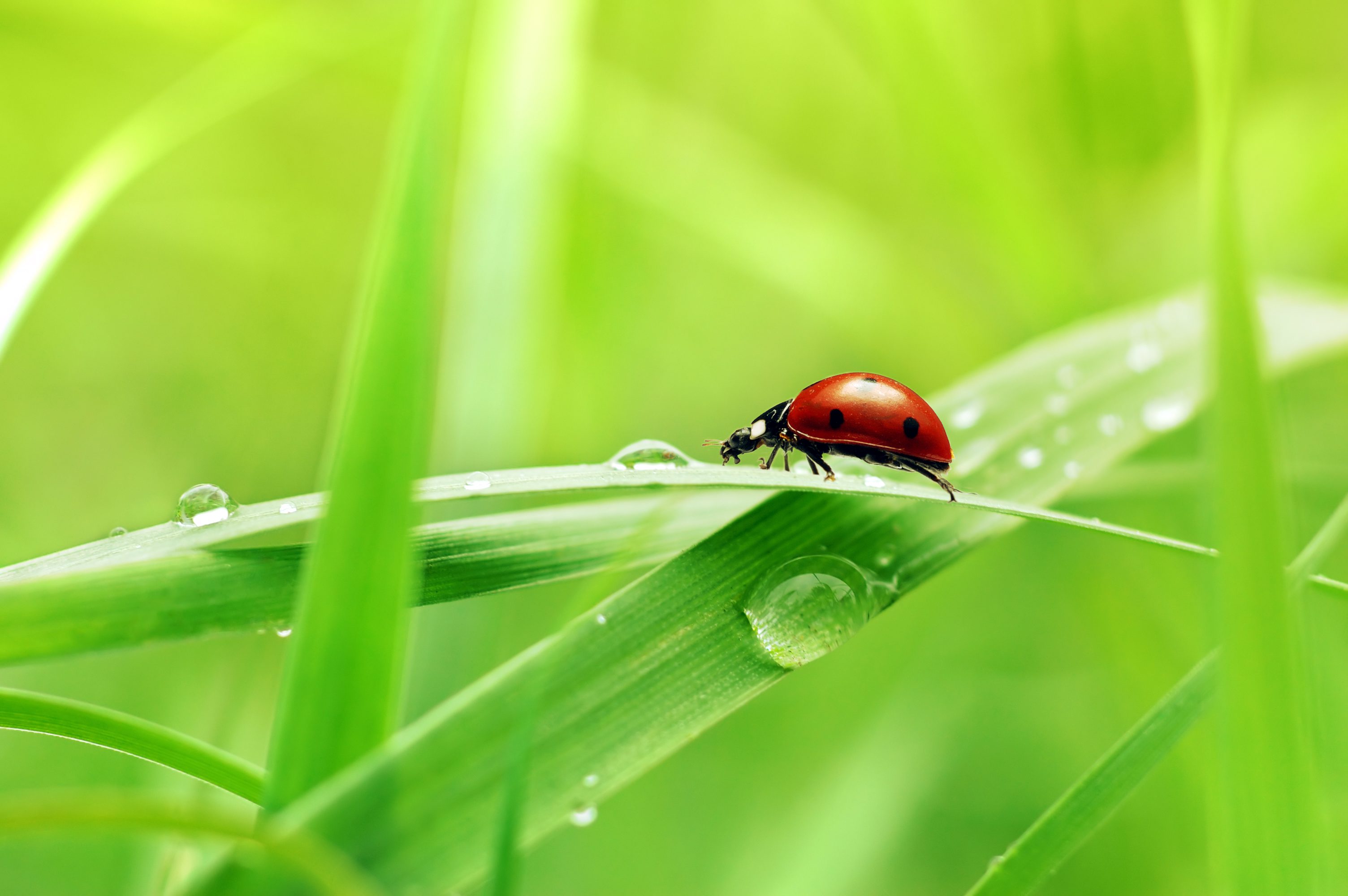 A ladybug resting on a green leaf with water droplets.