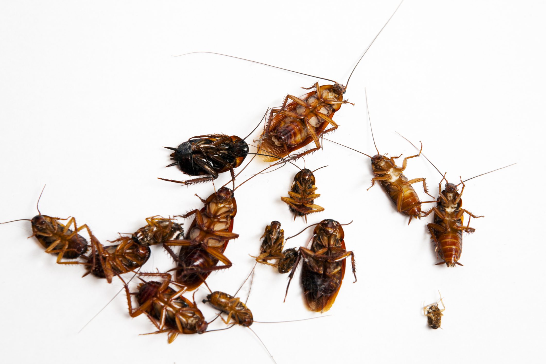Close-up of dead cockroaches on a white surface.