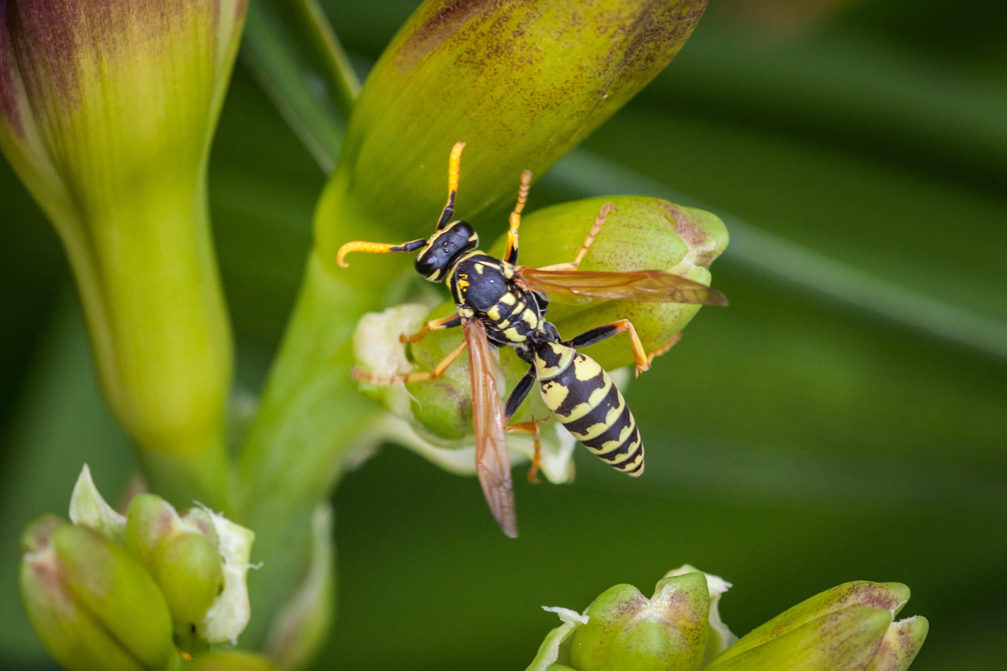Close-up of a wasp on a green plant.