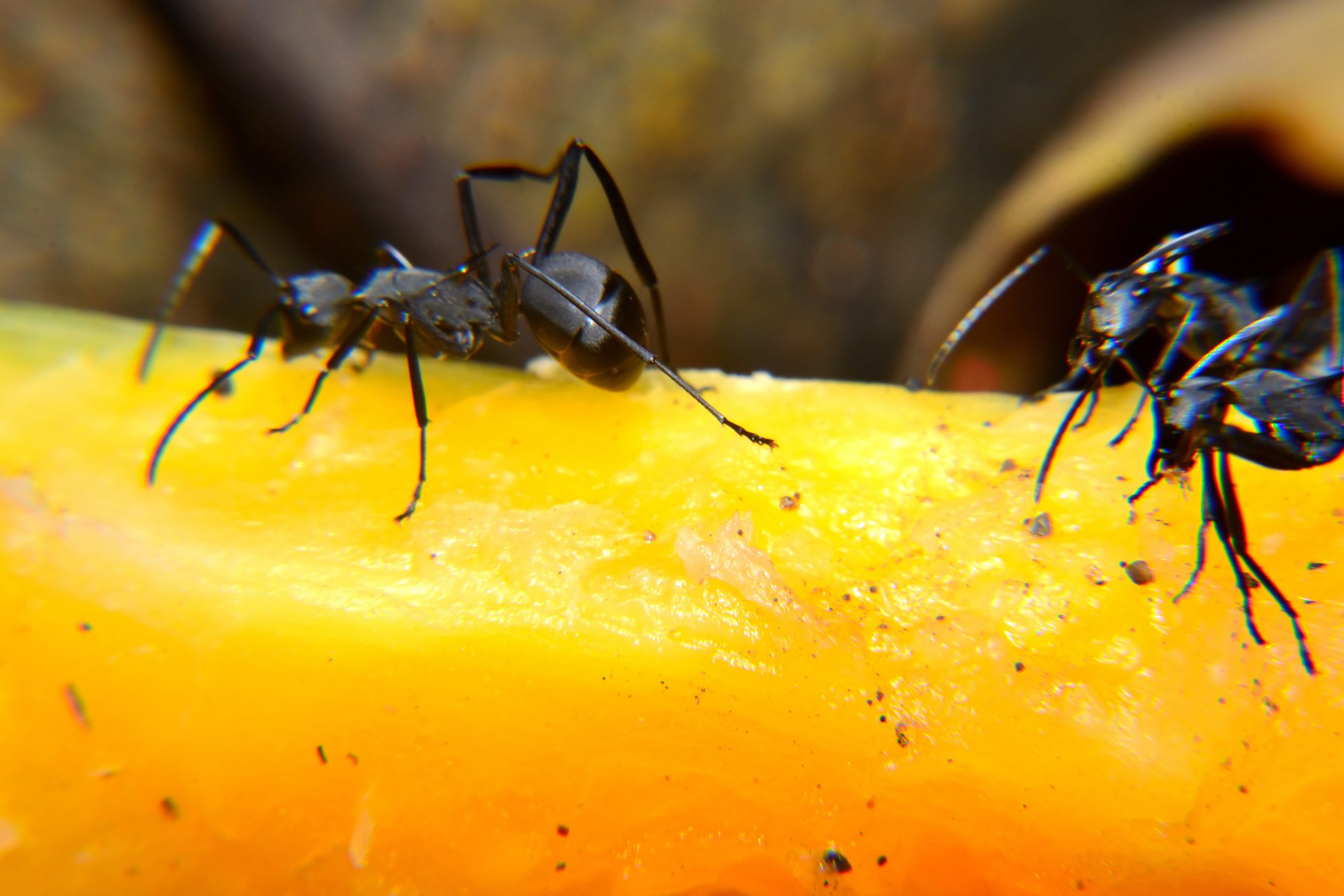 Two ants on a yellow surface, possibly fruit, in a natural setting.