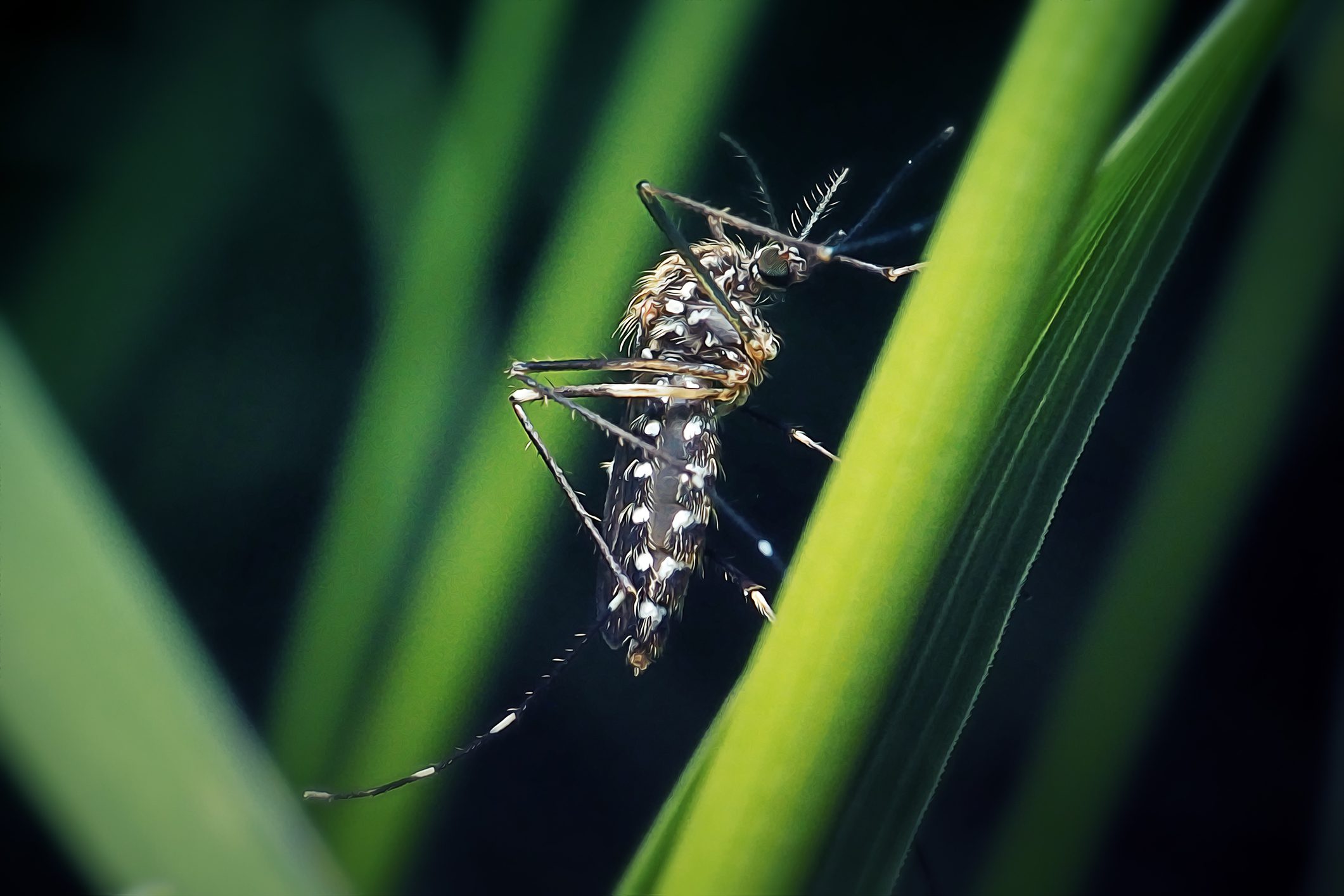 Close-up of a mosquito resting on green plant leaves.