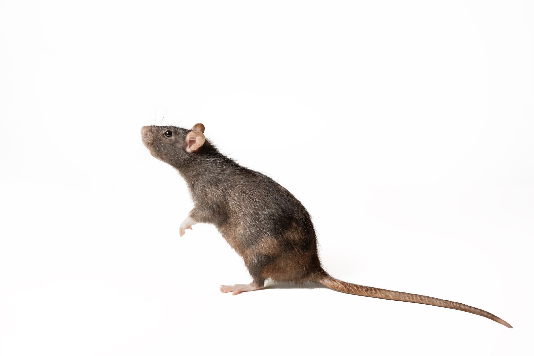 A brown rat standing on a white background.