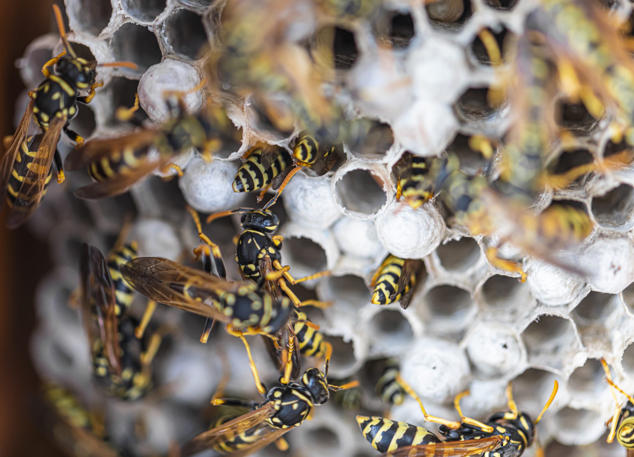 Close-up of wasps building and tending to their honeycomb nest.