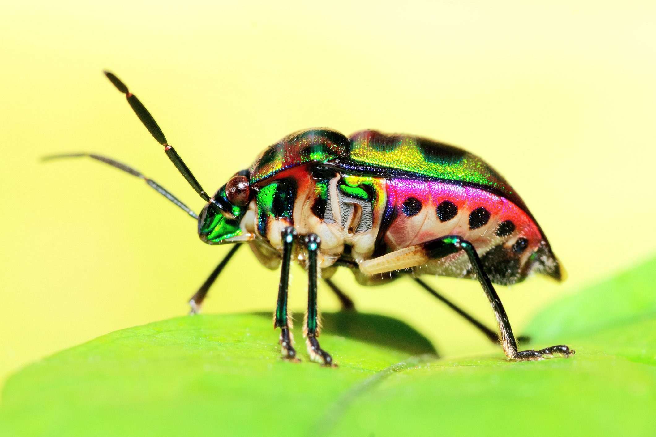 Colorful beetle with iridescent patterns on a green leaf.