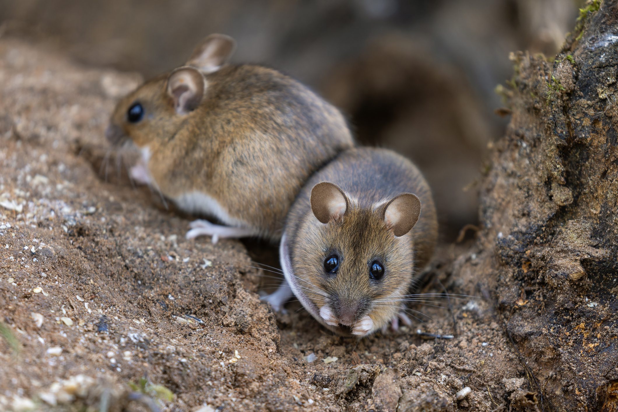 Two small mice on a dirt surface.