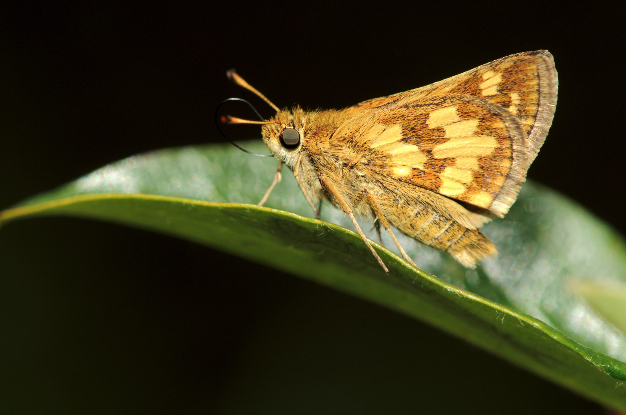 Close-up of a brown and yellow butterfly resting on a green leaf.