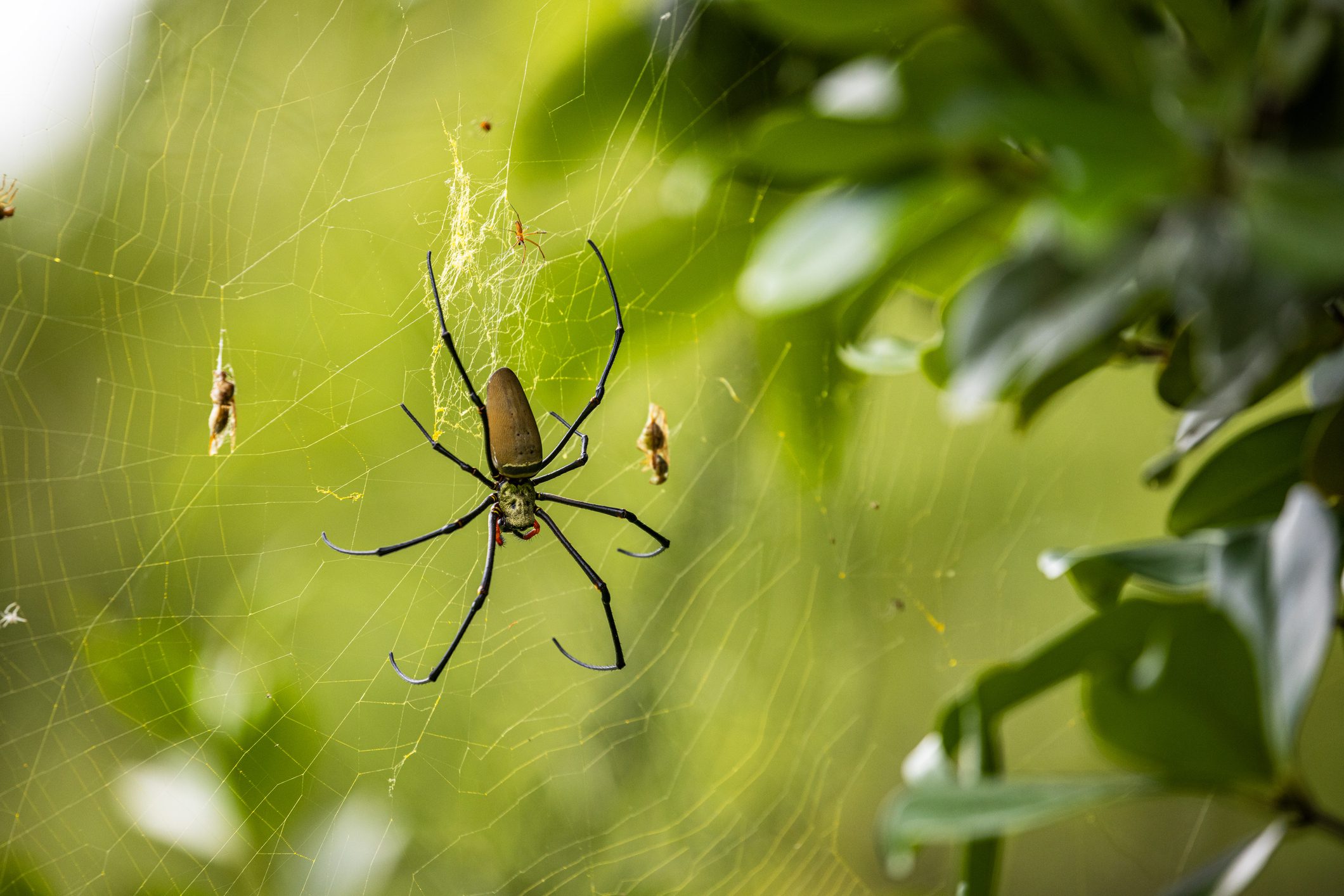 A large spider weaving a web in a leafy outdoor setting.