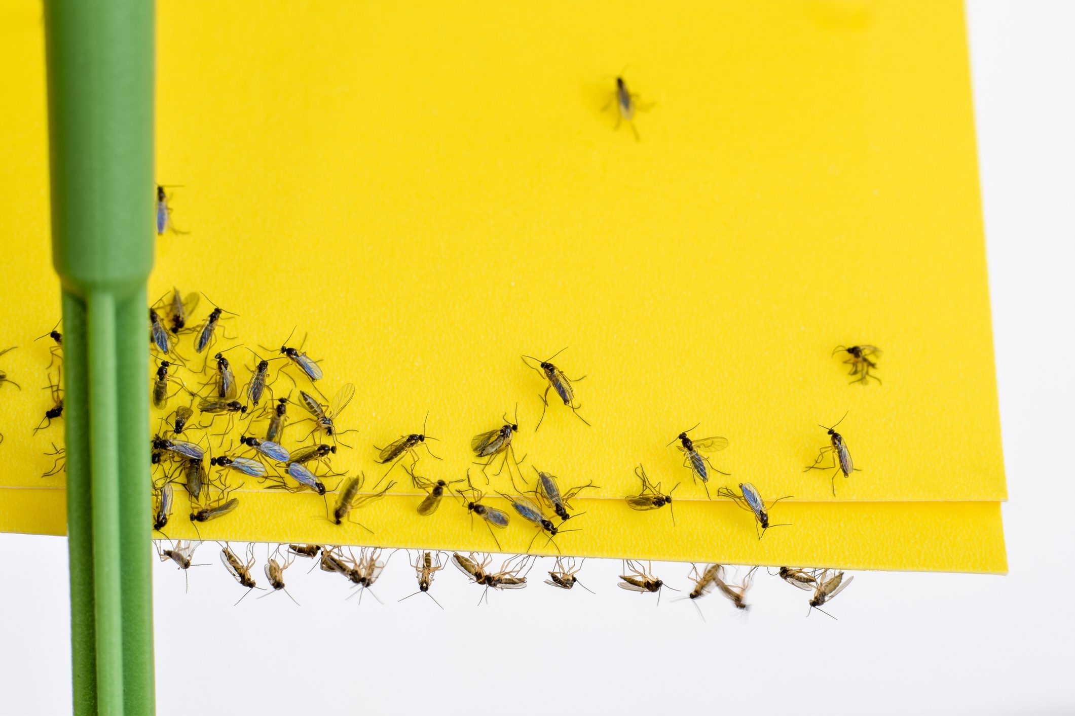 Several mosquitoes resting on a bright yellow surface.