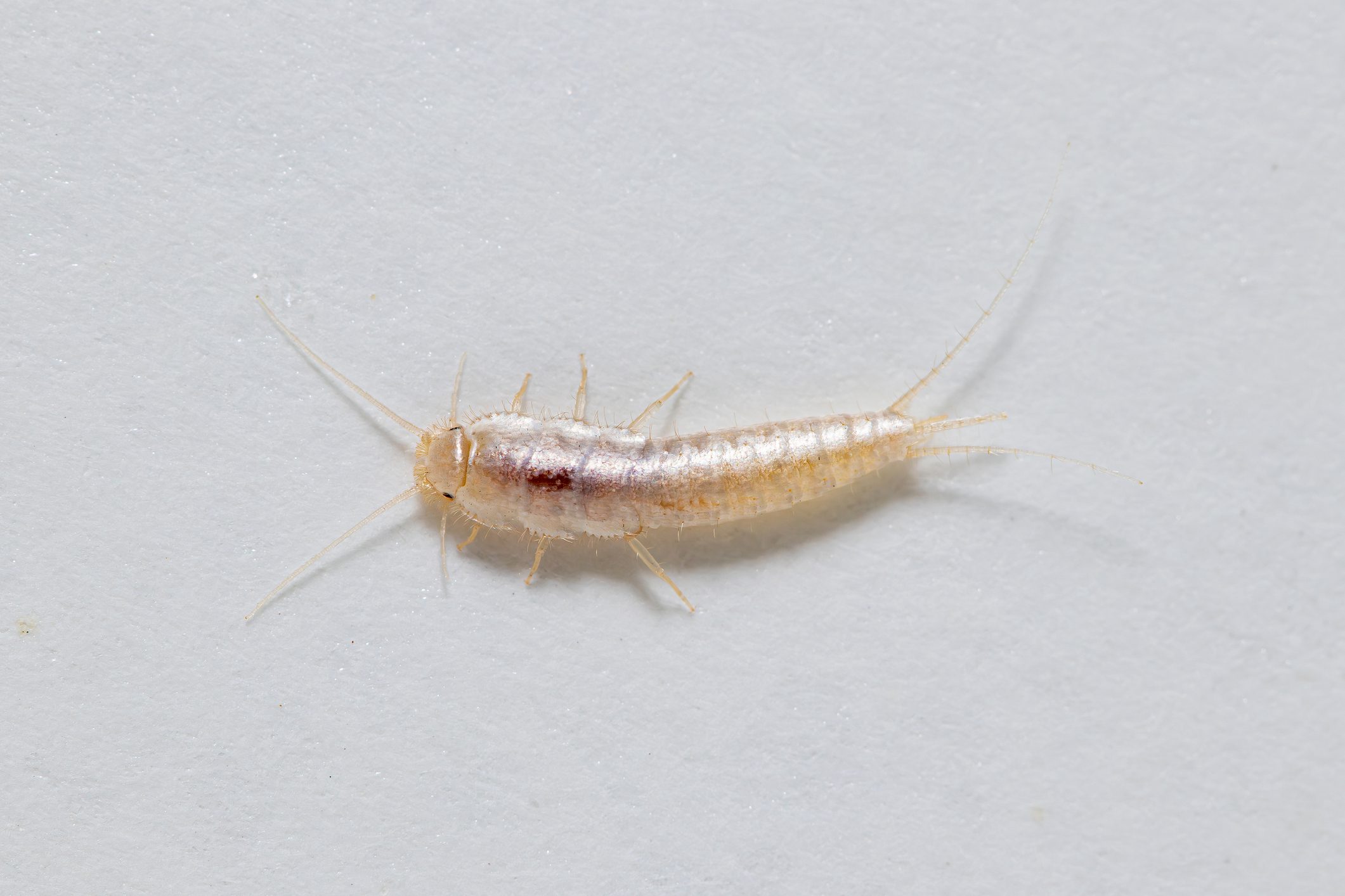 Close-up of a silverfish insect on a white surface.