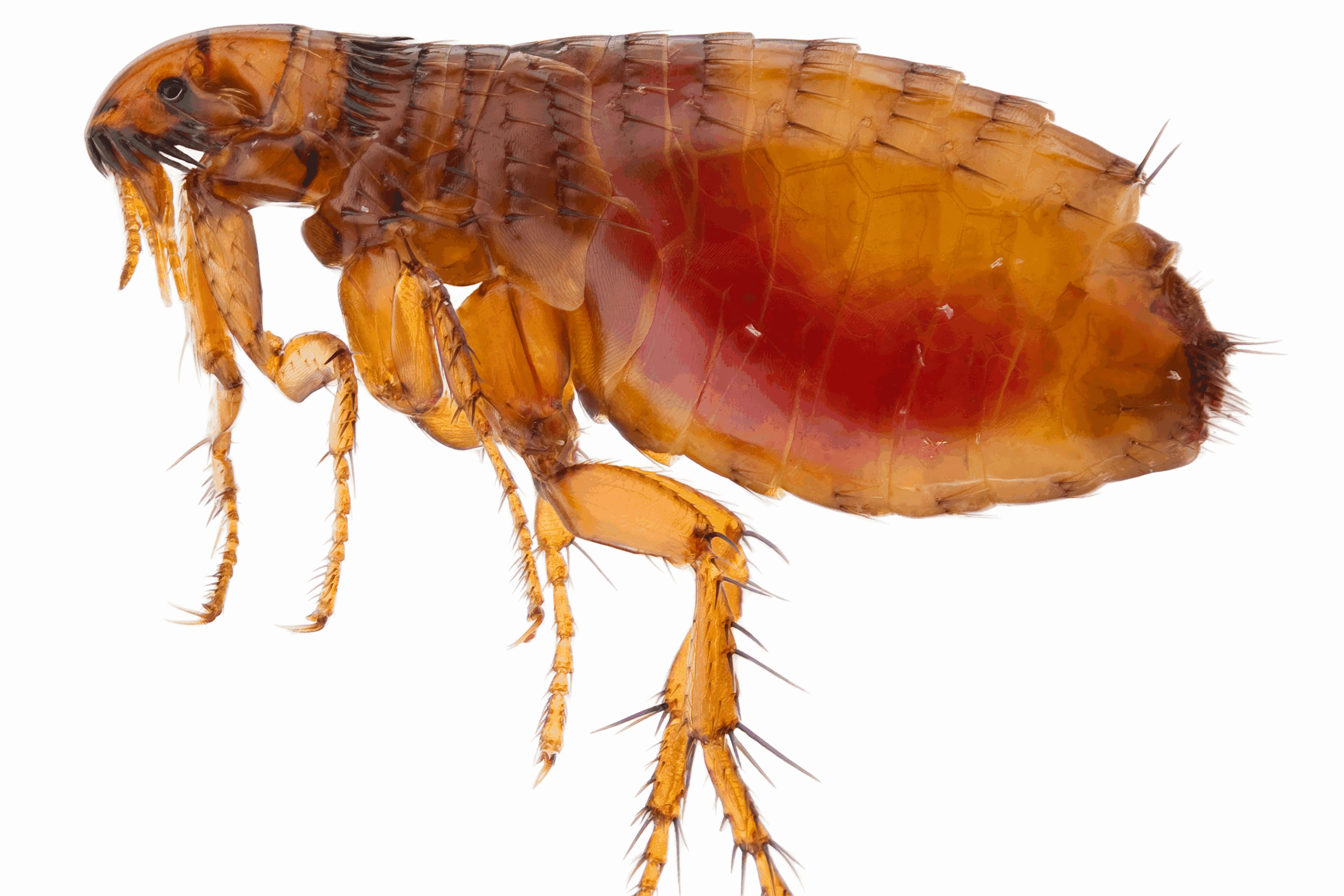 Close-up of a flea on a white background.
