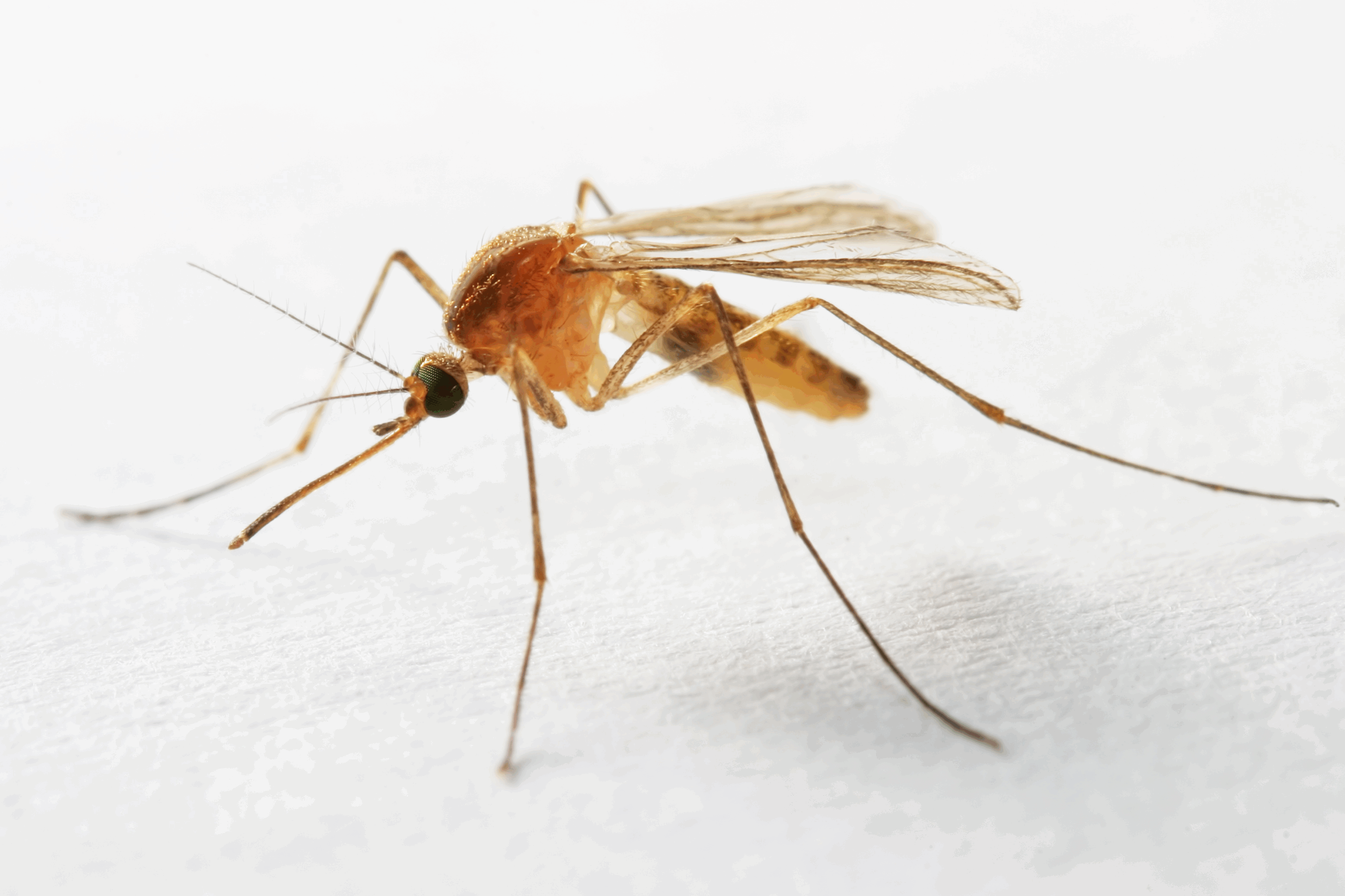 Close-up of a mosquito on a white surface.
