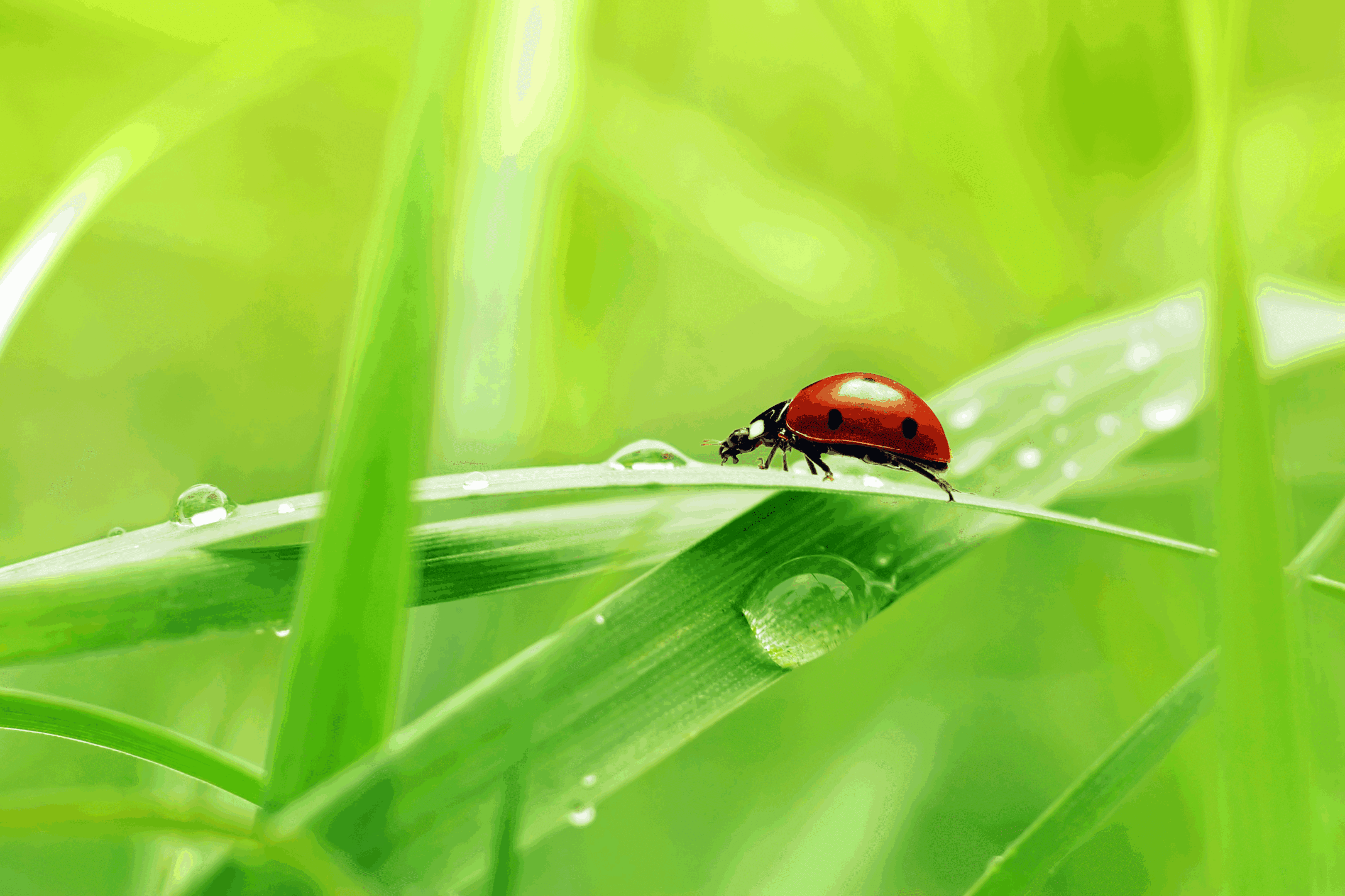 A ladybug perched on a green leaf with water droplets in soft focus.
