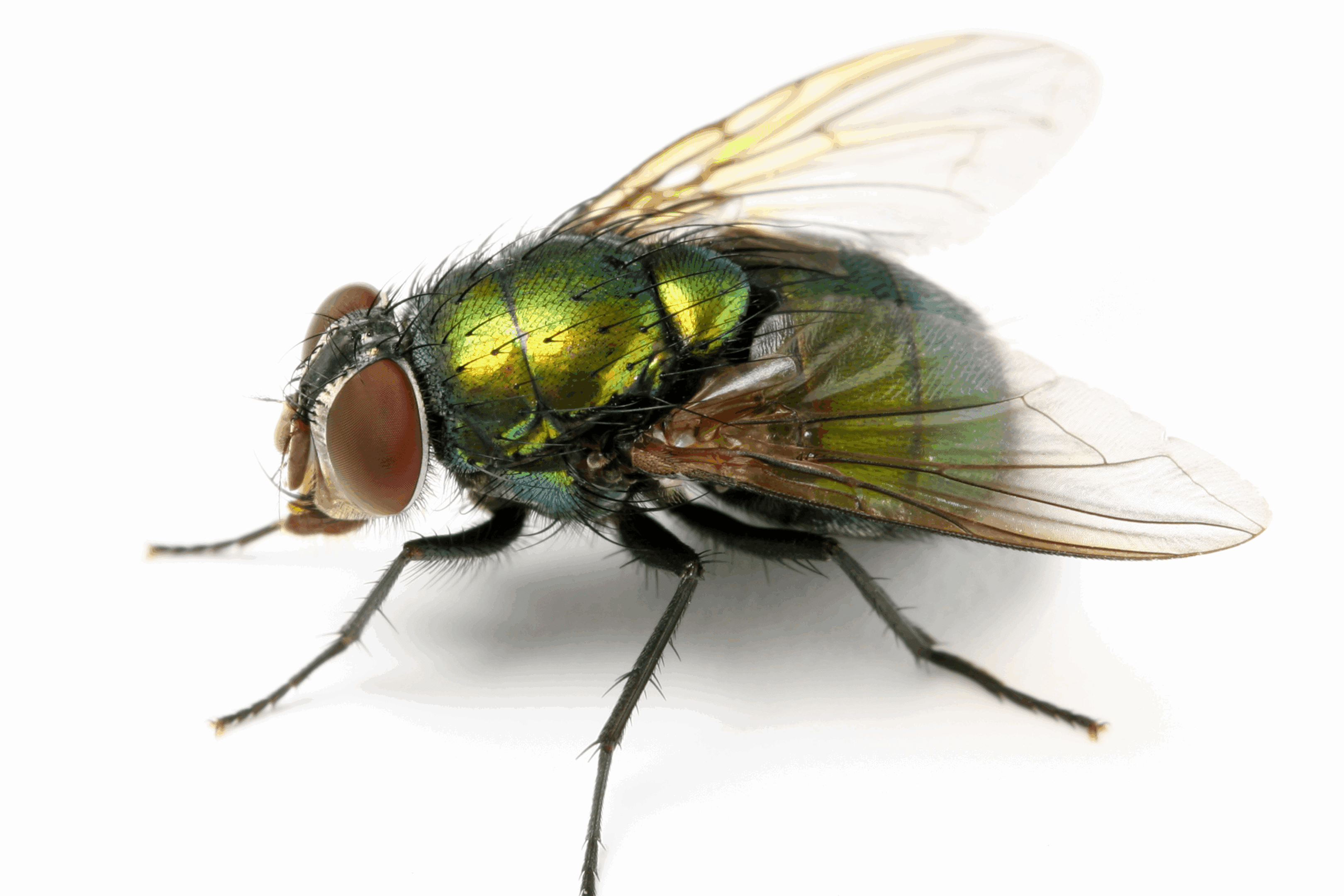 Close-up of a green bottle fly with transparent wings.