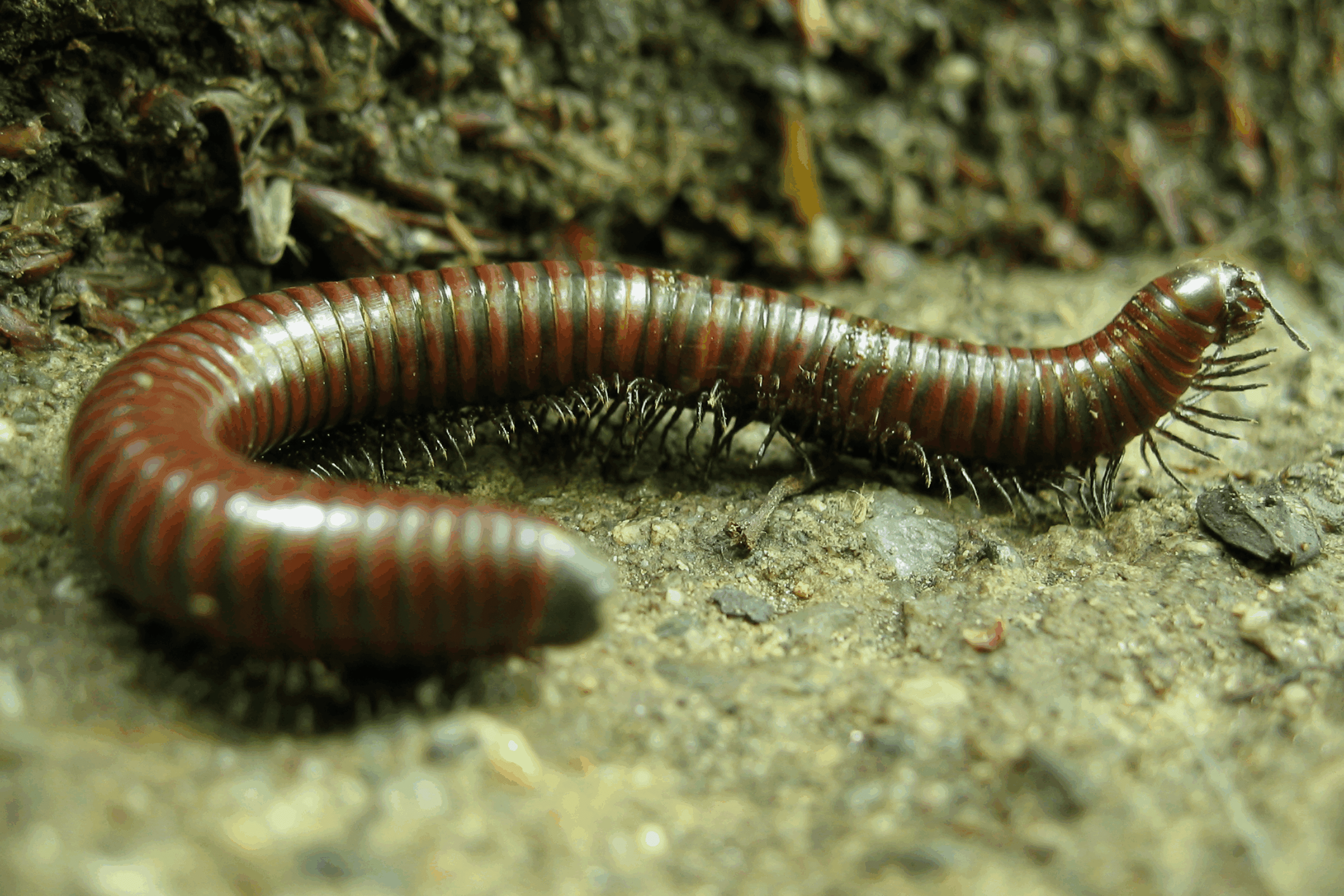 Close-up of a brown millipede on soil near a tree trunk.