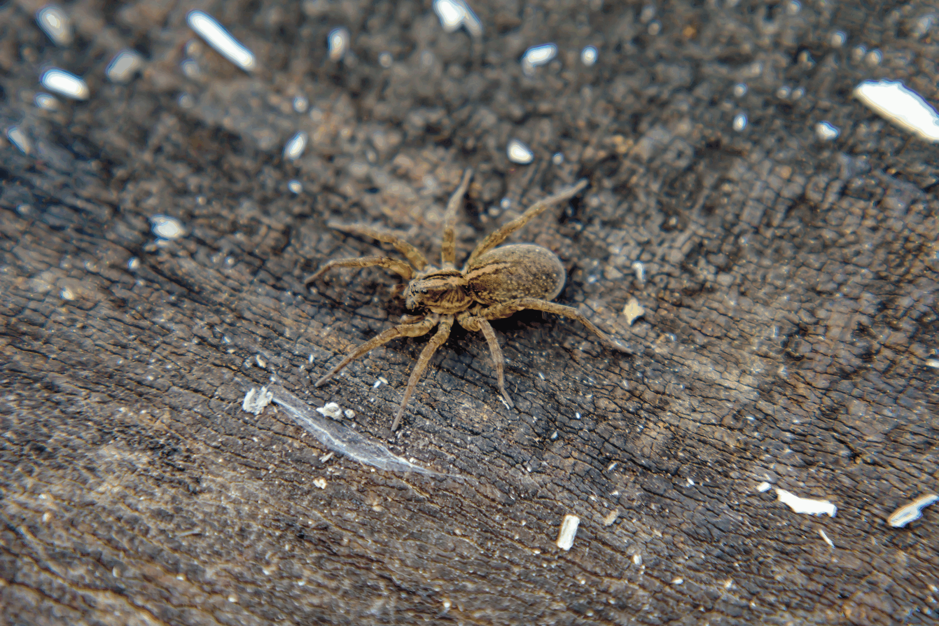 A small brown spider on rough bark.