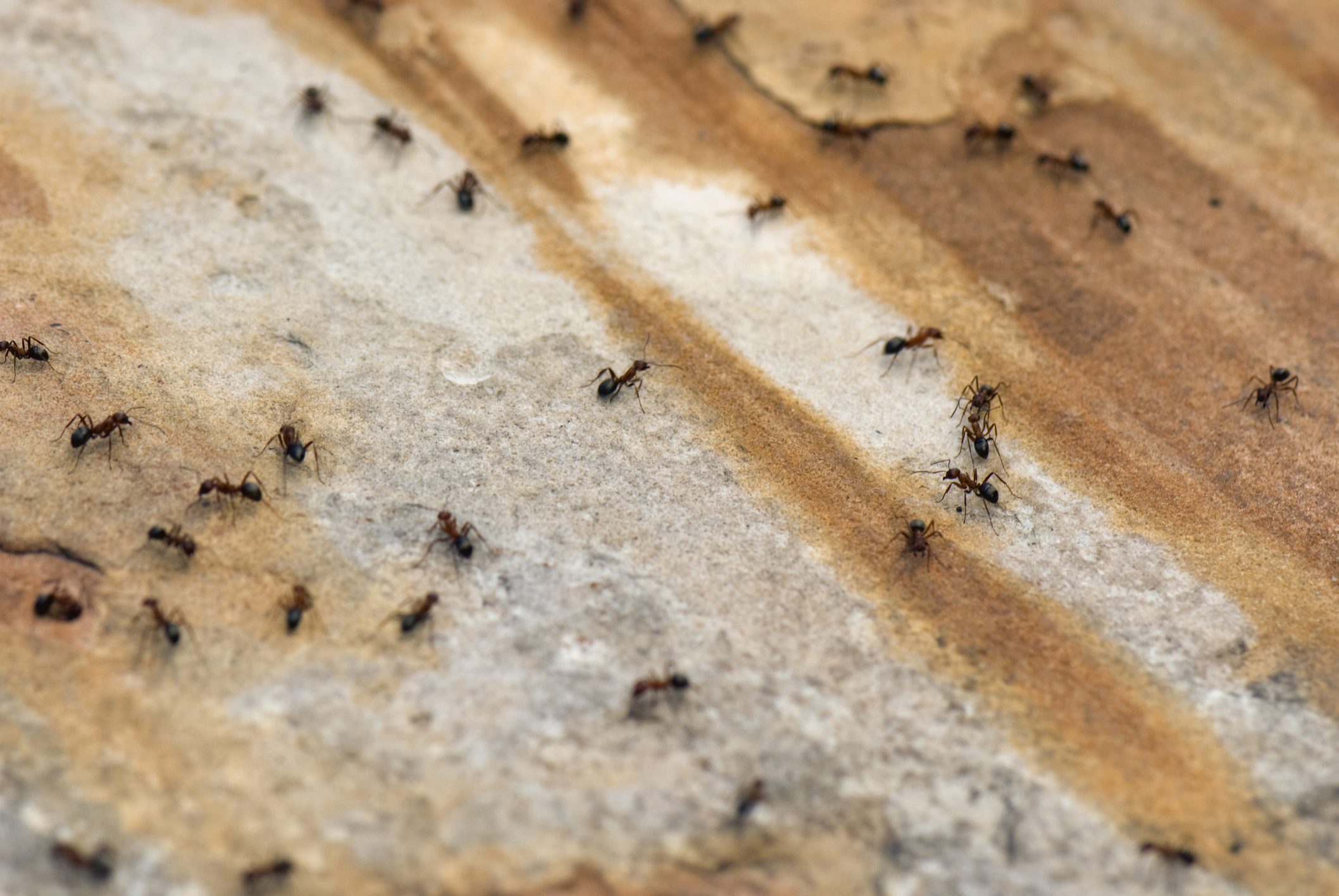 Close-up of ants crawling on a textured surface.